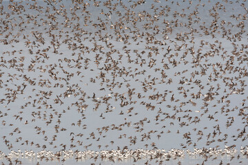 Vogels op Waddenzee, Birds at Wadden Sea