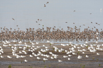 Vogels op Waddenzee, Birds at Wadden Sea