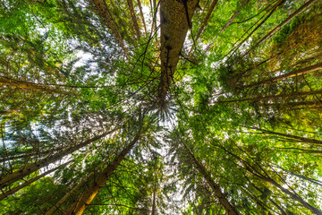A pine forest, shot from below, looking upwards. Pines, sky and light. Ecosystem, nature and forests. 
