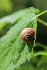 snail on a leaf