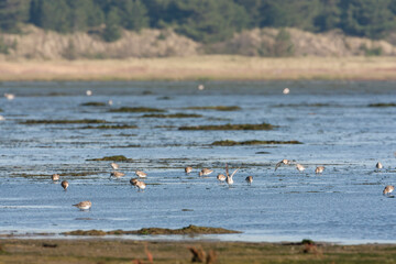 Bonte Strandloper, Dunlin, Calidris alpina