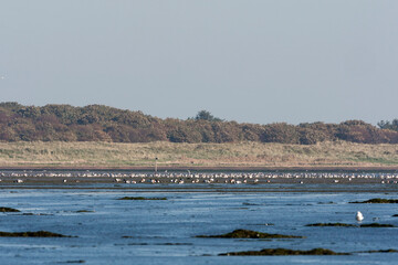 Getijdengebied, Tidal plains