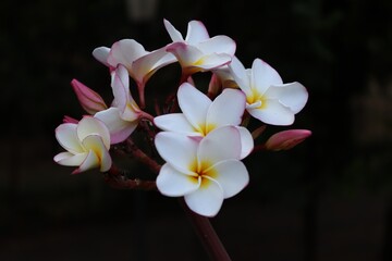 Fototapeta premium white frangipani flower