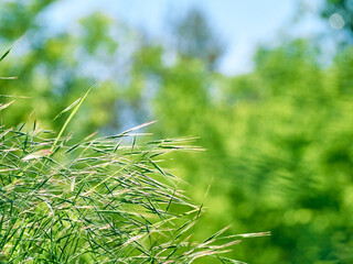 Green leaves blurred bokeh background.