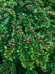 Background of fresh green leaves.