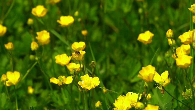 Bee in a green meadow goes from one yellow flower to the other taking nectar, in slow motion