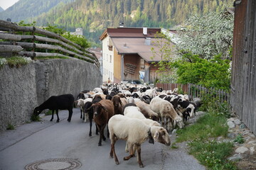 Spaziergang in Nauders: Dorfleben pur