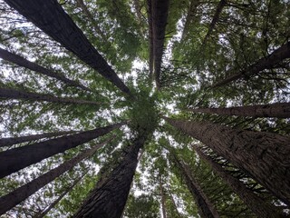 trees in the woods