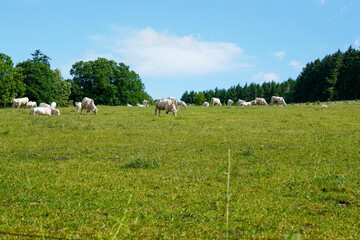Cows grazing in nature