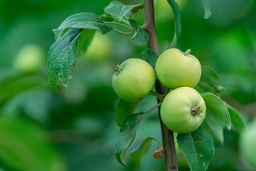 Ripe green apples on the tree close-up. Healthy fruits. Branch of an apple tree with ripe apples and green foliage