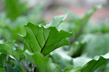 Bed of growing bushes of eggplant in a greenhouse. Organic agriculture, farming concept. Horizontally framed shot.