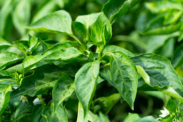 seedlings of sweet peppers in the garden