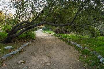 A Tree Grows Over the Hiking Trail at Eaton Canyon, California