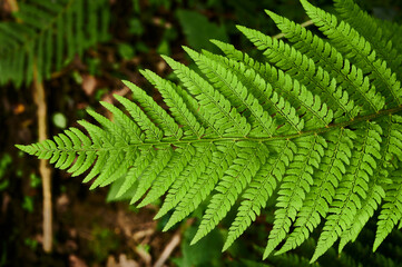 Closeup shot of fern leaf in the forest