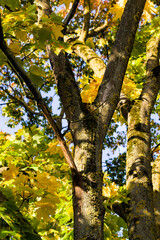 autumn specificity