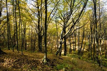 Obraz premium forest growing on hilly terrain