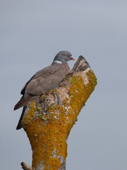Pigeon de profil au repos sur une branche qu'il épouse de sa forme. Le gris et l'ocre dominent