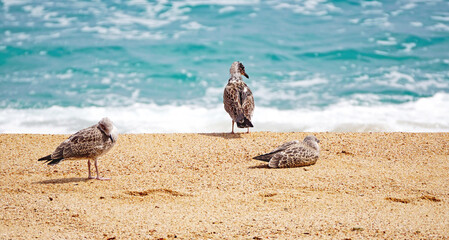 Gaviotas en la playa de Lloret de Mar, Girona, Catalunya, España, Europa
