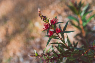 native Australian bottlebrush callistemon with red flowers outdoor in sunny backyard