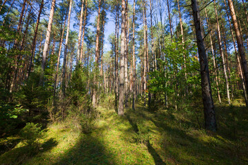 coniferous and deciduous tree