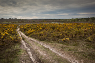 Fototapeta premium A view of flowering gorse with two small lakes in the distance with off road track in the foreground leading into the scene of The New Forest, Hampshire, UK.
