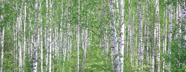 Fototapeta na wymiar Young birch with black and white birch bark in summer in birch grove against background of other birches