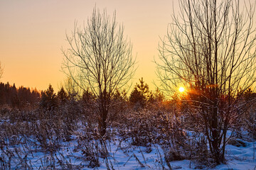 Trees during sunset in winter evening. Snow covered spruce branches in the rays of the evening winter sun