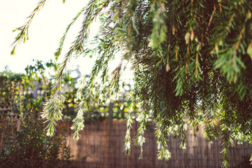native Australian bottlebrush callistemon tree outdoor in sunny backyard