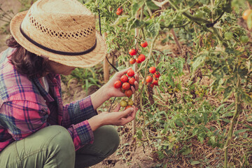 farmer woman taking cherry tomatoes in vegetable garden