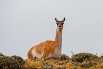 Wild Guanaco (Lama guanicoe) resting on a ridge against light sky in the foothills of the Andes in Torres del Paine National Park, Patagonia, Chile