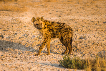 Spotted hyena (Crocuta crocuta) in warm early morning light