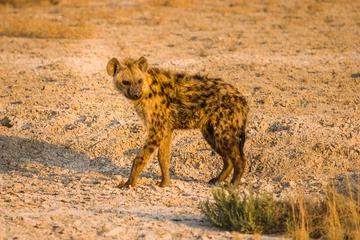 Poster Spotted hyena (Crocuta crocuta) in warm early morning light © Chris