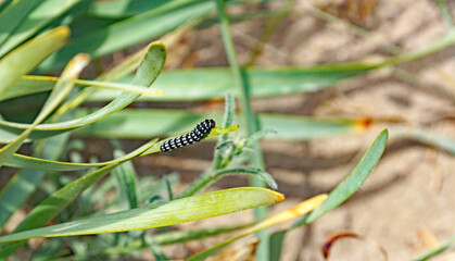 Gusano negro sobre hoja verde
