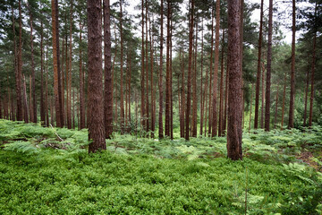 Evergreen trees in a forest