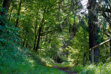 Weekend getaway in hochsauerlandkreis forest walk paths