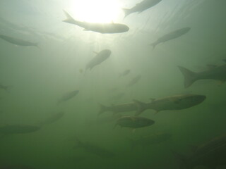 Fototapeta premium groups of varied river fish