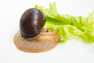 A large land snail eats lettuce leaf on a white background.