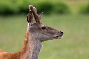 Beautiful red deer looking sideways