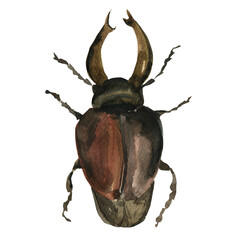 Stag beetle. beautiful large insect. Beetle with wings. Large insect. Watercolor beetle. For textiles, design, books, botany. stock graphics.  - 443595511
