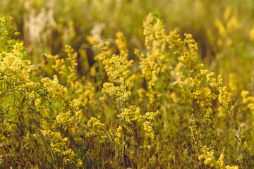 Beautiful meadow wild grass in warm sunlight. Beauty nature field with growing yellow flowers of mimosa