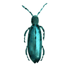 Stag beetle. beautiful large insect. Beetle with wings. Large insect. Watercolor beetle. For textiles, design, books, botany. stock graphics. 