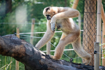 Gibbon