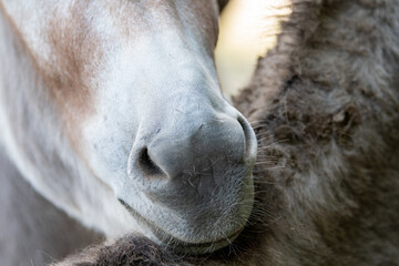 Detailaufnahme von der Nase eines Esels