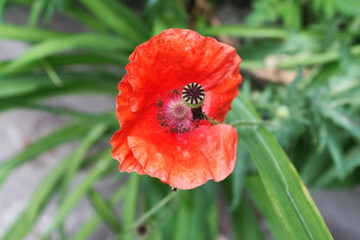 red poppy flower