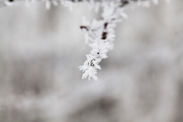 winter day after a snowfall