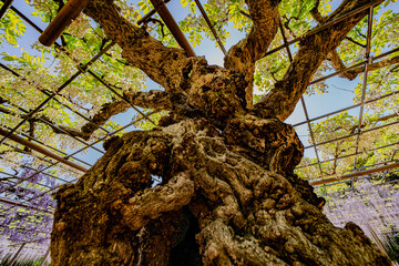 曼陀羅寺公園の藤の巨大な幹