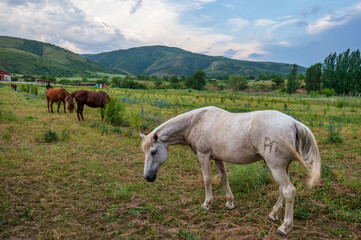 Obraz premium horses in the mountains