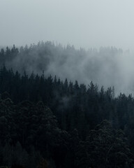 moody fog rolling through the trees