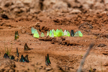 Lots of butterfly in springtime