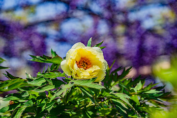 曼陀羅寺公園の藤棚の前に咲く黄色い芍薬